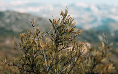 Nutrición Completa y Equilibrada para tus Cultivos