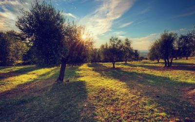 Prácticas Sostenibles para una Agricultura Responsable